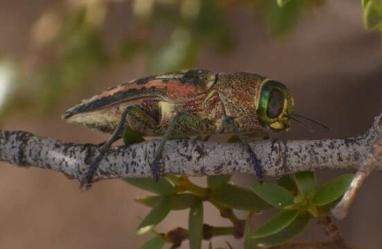 Image of Lampetis plagiata (Gory 1840)