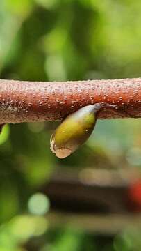 Image of Taxillus chinensis (DC.) Danser