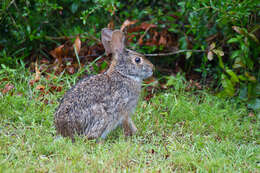 Image of Swamp Rabbit