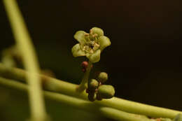 Imagem de Simarouba versicolor A. St.-Hil.