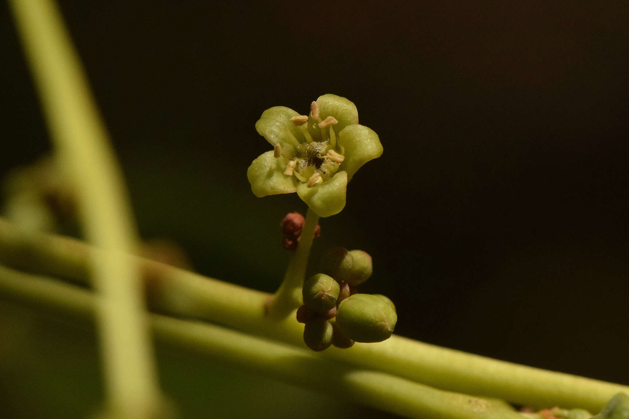 Sivun Simarouba versicolor A. St.-Hil. kuva