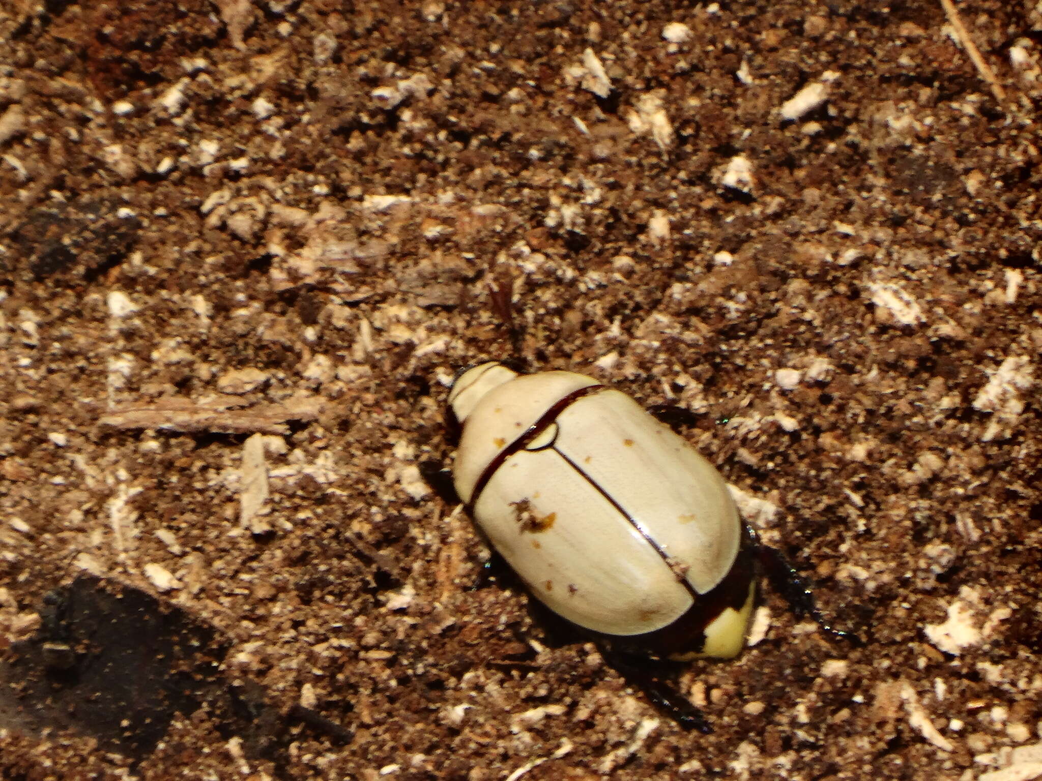 Imagem de Macropoides crassipes (Horn 1866)