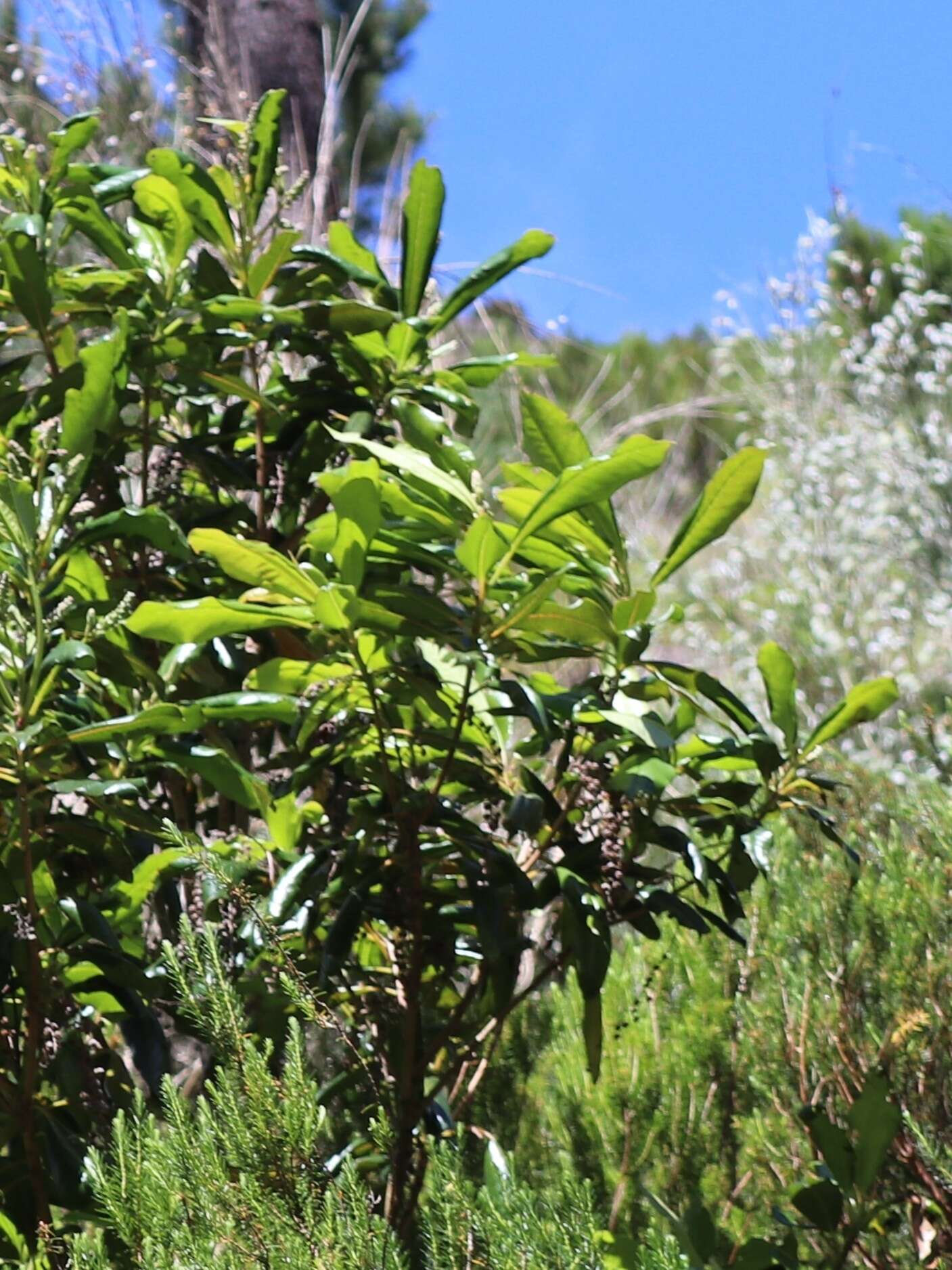 Image of Clethra arborea Aiton