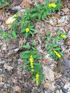 Image of <i>Solidago <i>caesia</i></i> var. caesia