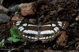 Image of Phaedyma columella nilgirica Moore 1888