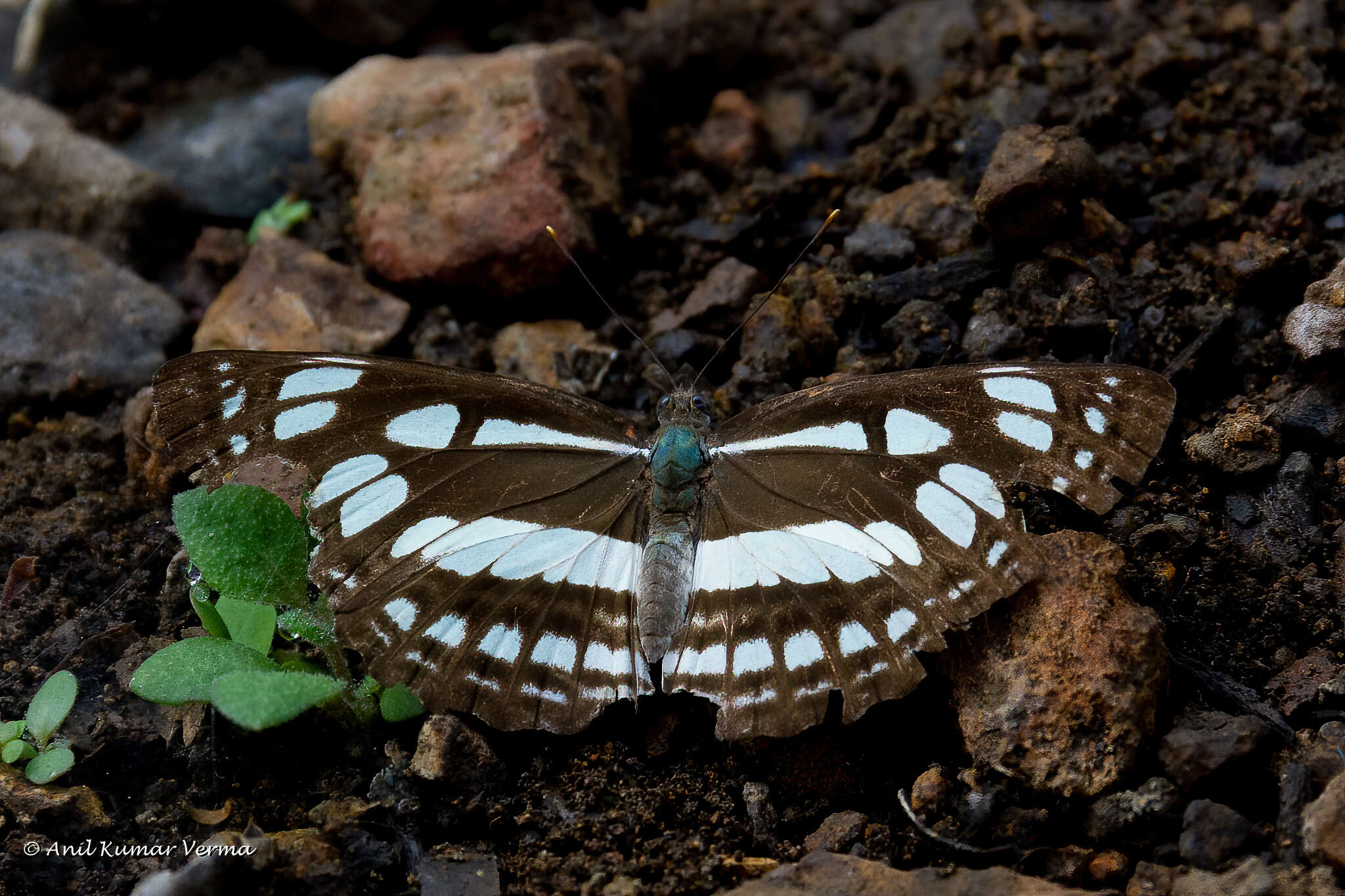 Phaedyma columella nilgirica Moore 1888 resmi