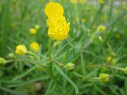 Image of Goldilocks Buttercup