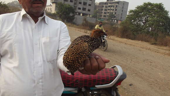 Image of Painted Francolin