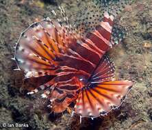 Image of Zebra lionfish