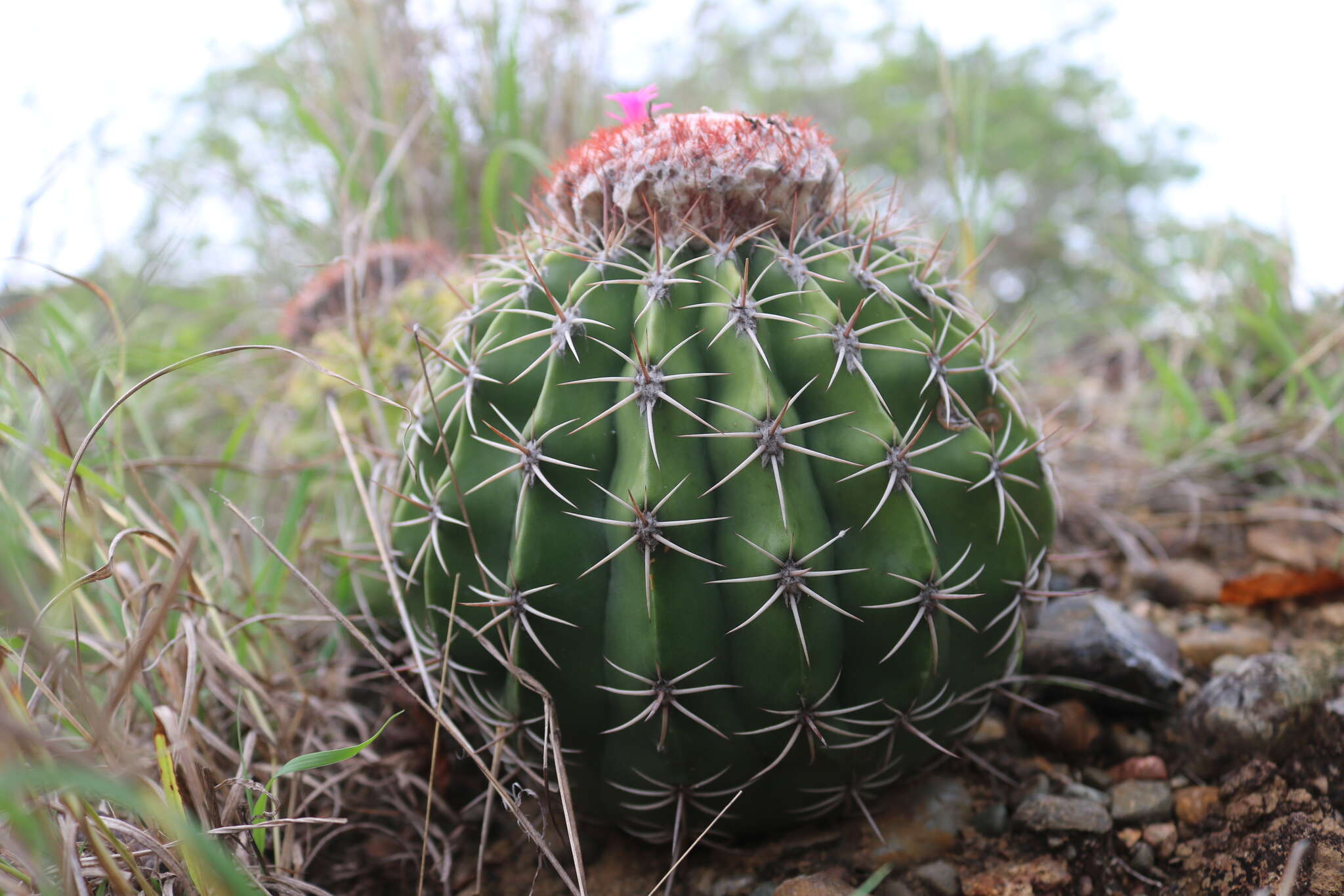 Image of Melocactus curvispinus subsp. curvispinus