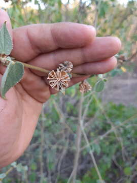 Plancia ëd Abutilon abutiloides (Jacq.) Garcke