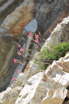 Image of Onobrychis arenaria (Kit.) DC.