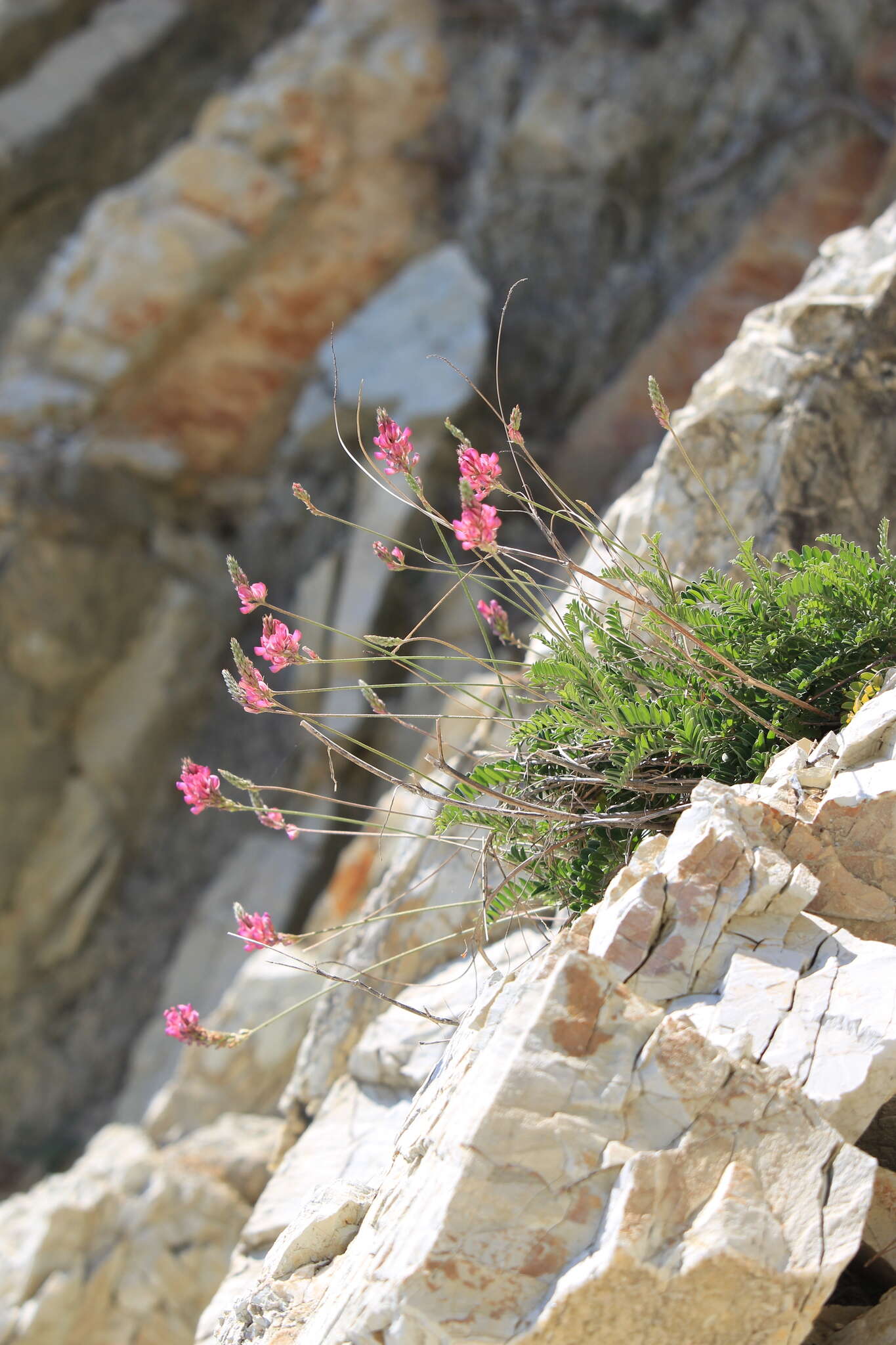 Onobrychis arenaria subsp. miniata (Steven) P. W. Ball的圖片