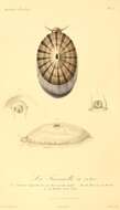 Image of Fissurella costata Lesson 1831