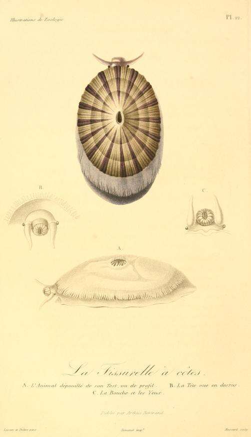 Plancia ëd Fissurella costata Lesson 1831