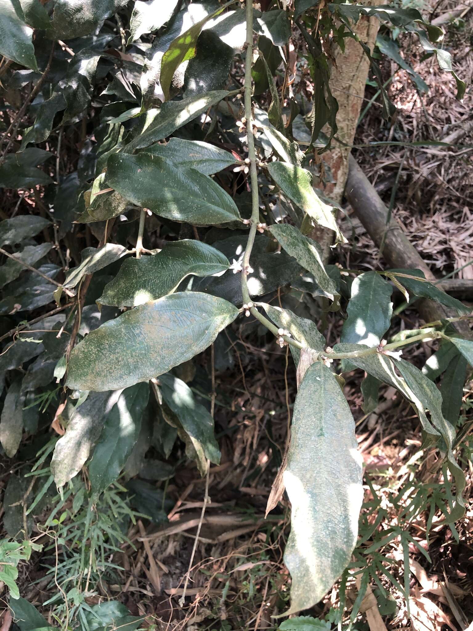 Lasianthus verticillatus (Lour.) Merr. resmi