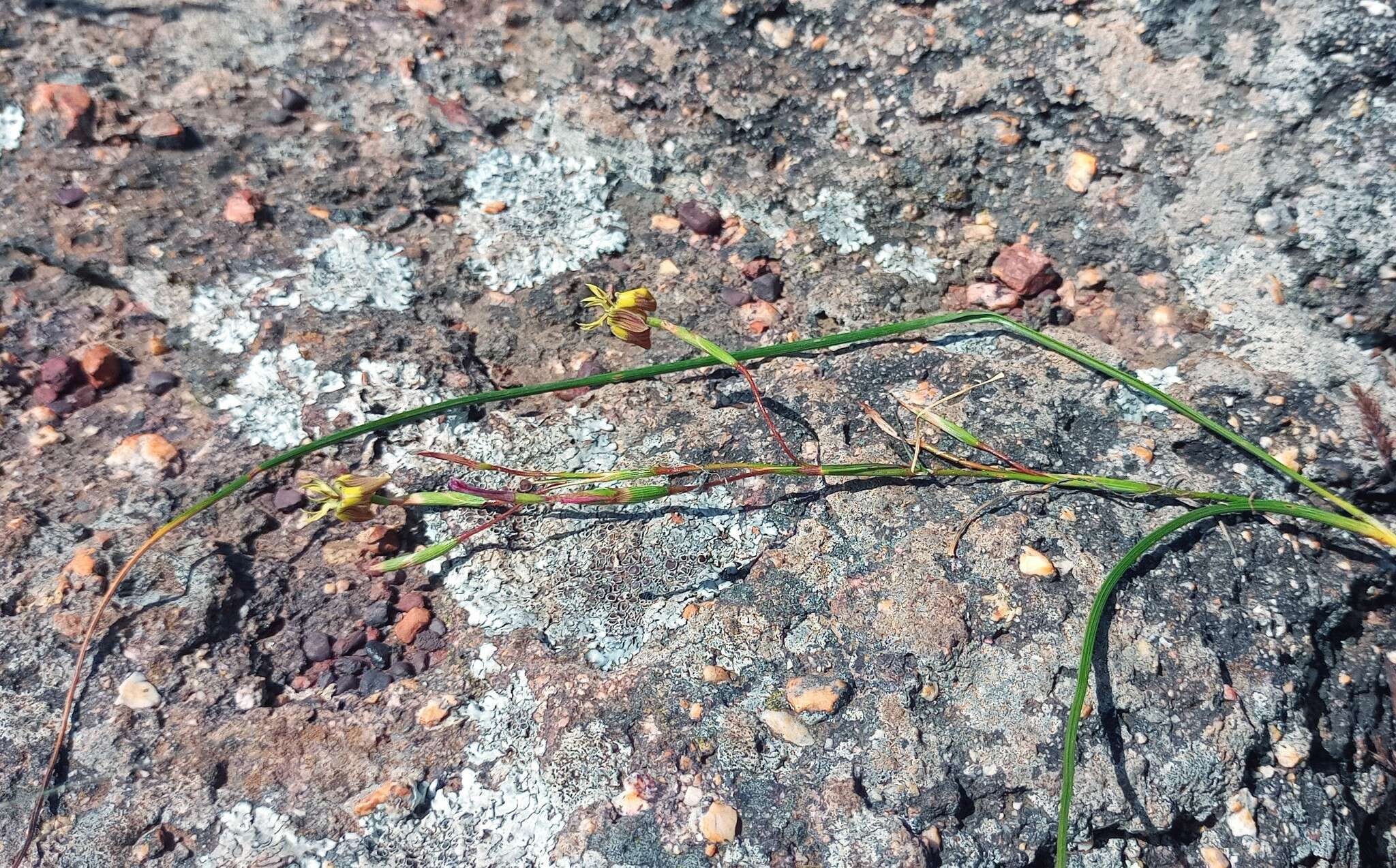 Image of Moraea inconspicua subsp. inconspicua