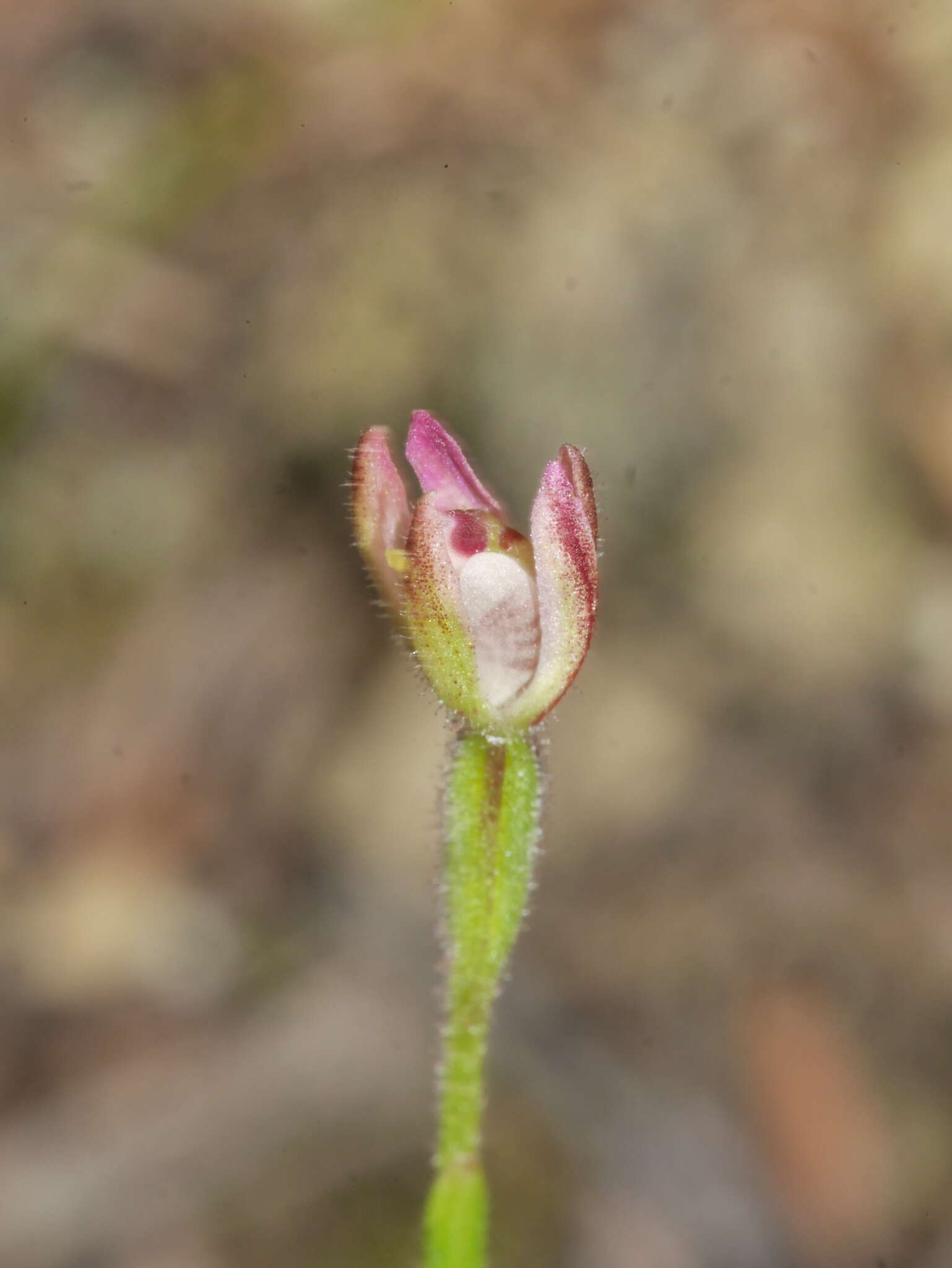 Image of Mauve Fingers