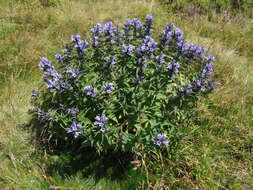 Image of Gentiana asclepiadea L.