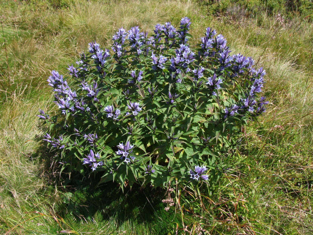 Image of Gentiana asclepiadea L.