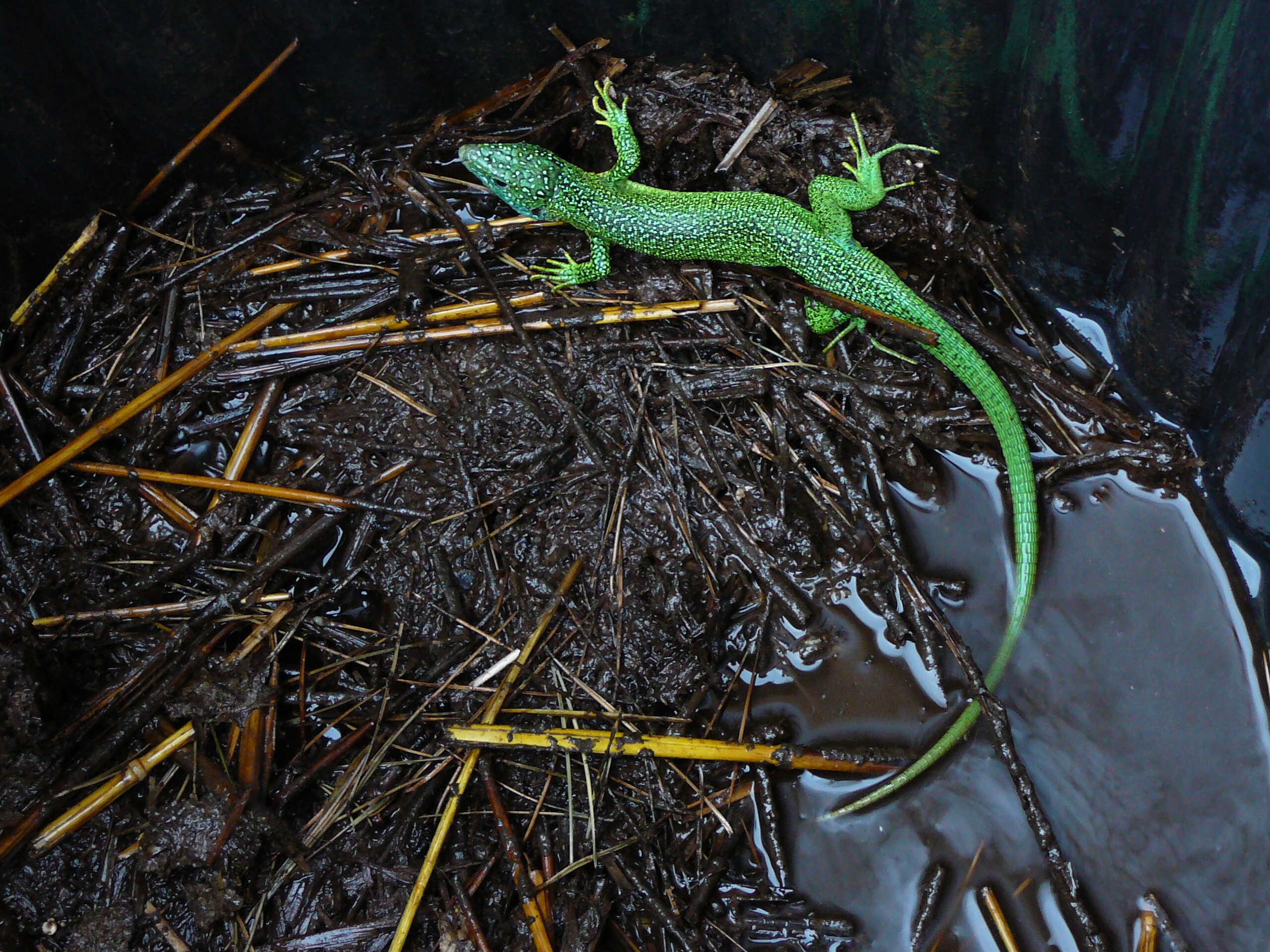 Image of Western Green Lizard