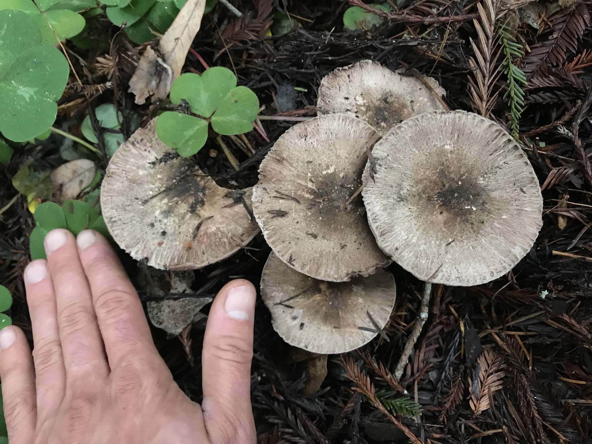 Image of Agaricus deardorffensis Kerrigan 2016