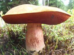 Image of Neoboletus luridiformis (Rostk.) Gelardi, Simonini & Vizzini 2014