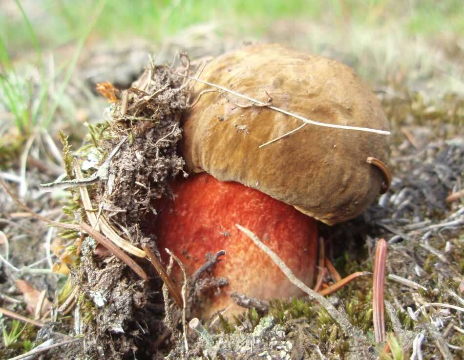 Image of Neoboletus luridiformis (Rostk.) Gelardi, Simonini & Vizzini 2014