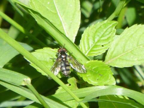 Imagem de Portevinia maculata (Fallen 1817)