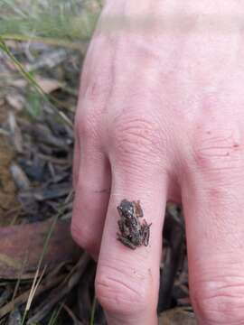 Imagem de Litoria quiritatus