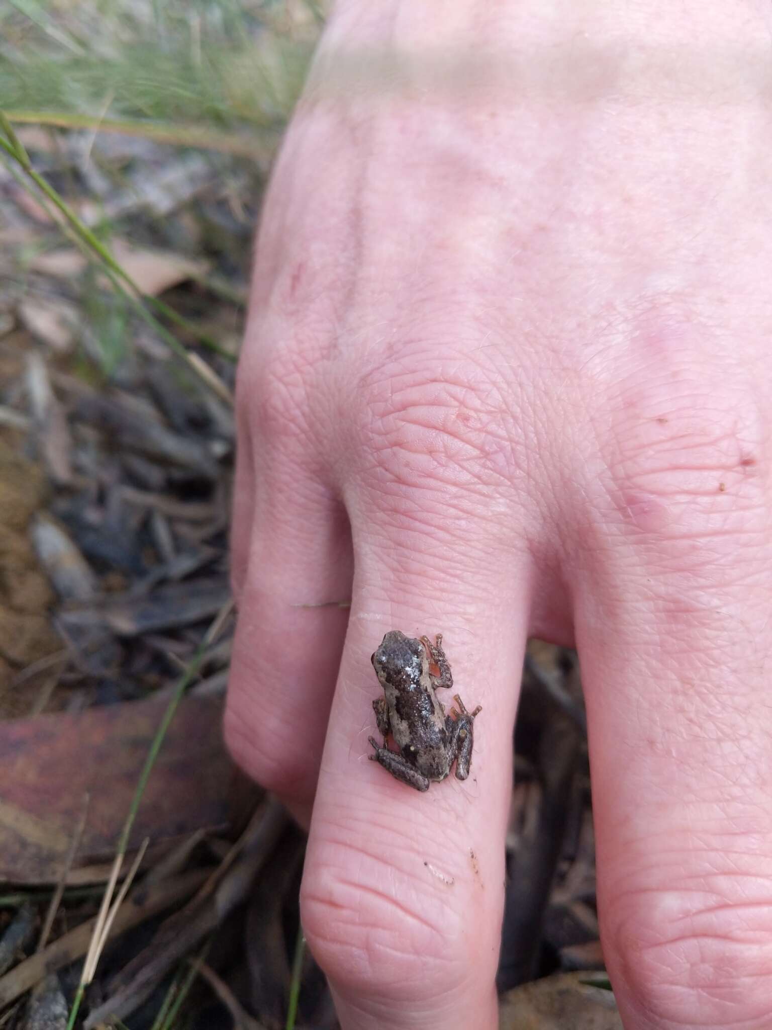 Image of Litoria quiritatus