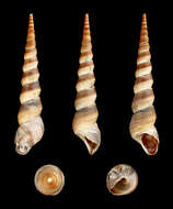 Image of Turritella duplicata (Linnaeus 1758)