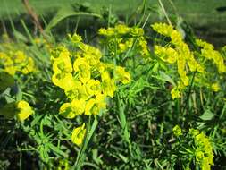 Image of Cypress Spurge