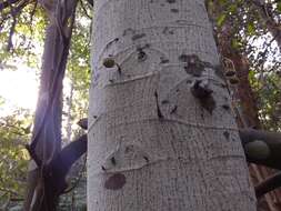 Image of Ficus coronata de Spin