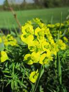 Image of Cypress Spurge