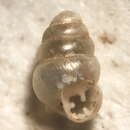 Gastrocopta tappaniana (C. B. Adams 1841) resmi