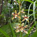 Image of Palau hyacinth-orchid