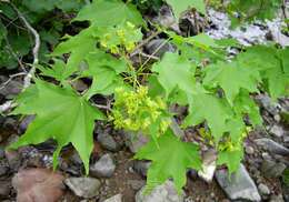 Image of Acer pictum subsp. mayrii (Schwer.) H. Ohashi