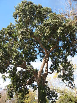 Image of Javanese bishopwood