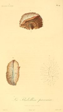 Image of <i><i>Flabellum</i></i> (Flabellum) <i>pavoninum</i> Lesson 1831