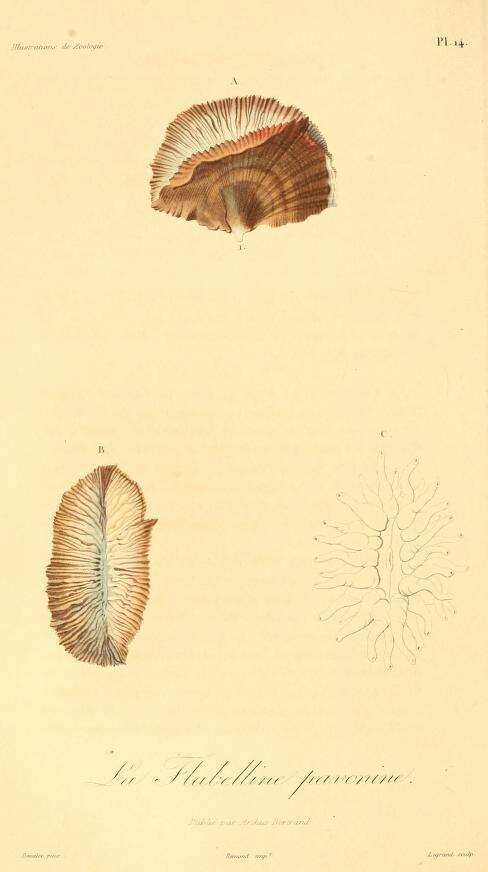 Image of Flabellum Lesson 1831