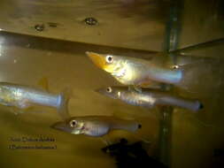 Image of Top minnow