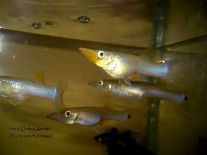 Image of Top minnow