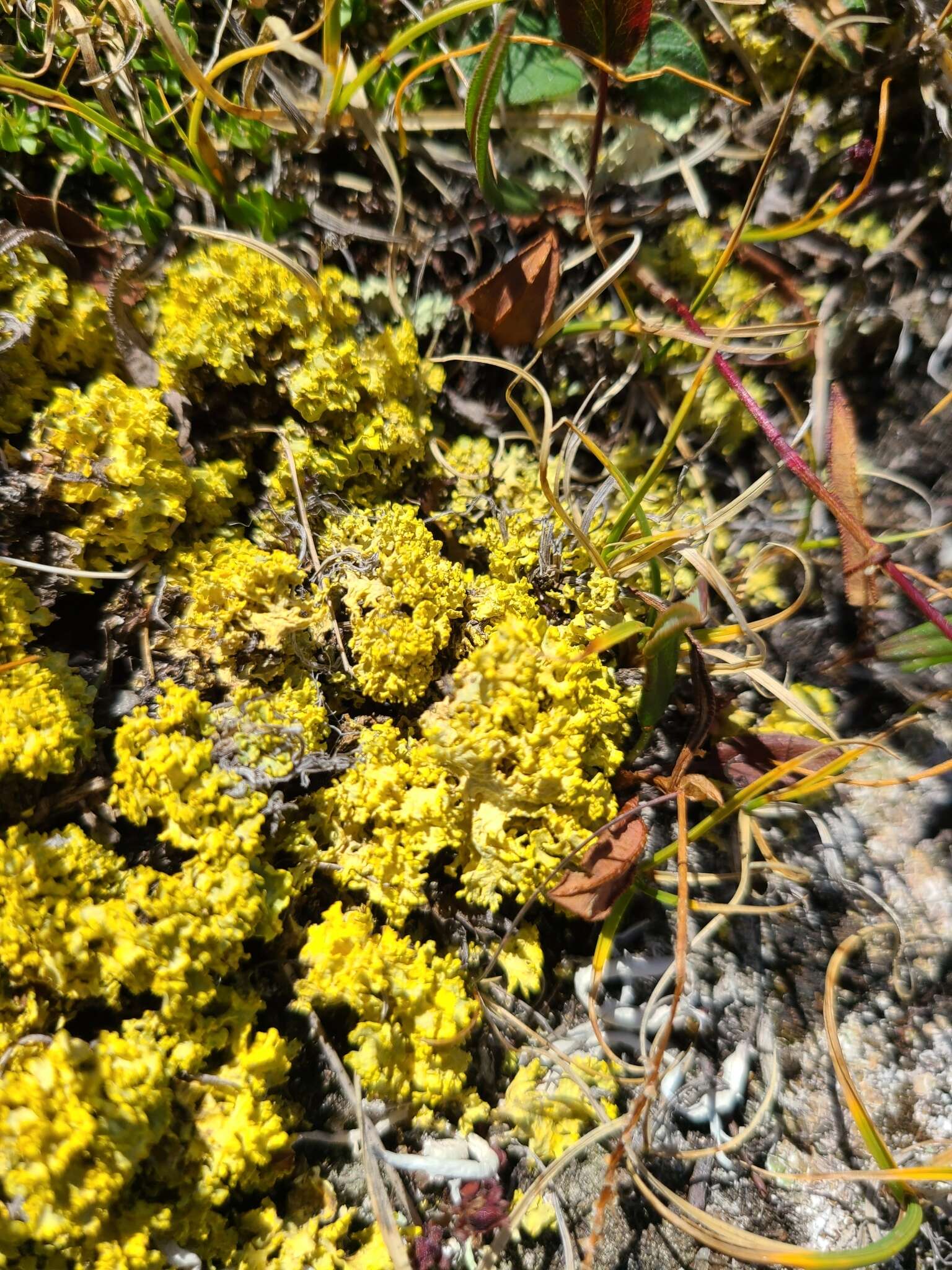 Image of Vulpicida tubulosus (Schaer.) J.-E. Mattsson & M. J. Lai