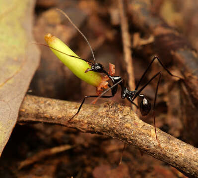 Image of Aphaenogaster dromedaria (Emery 1900)