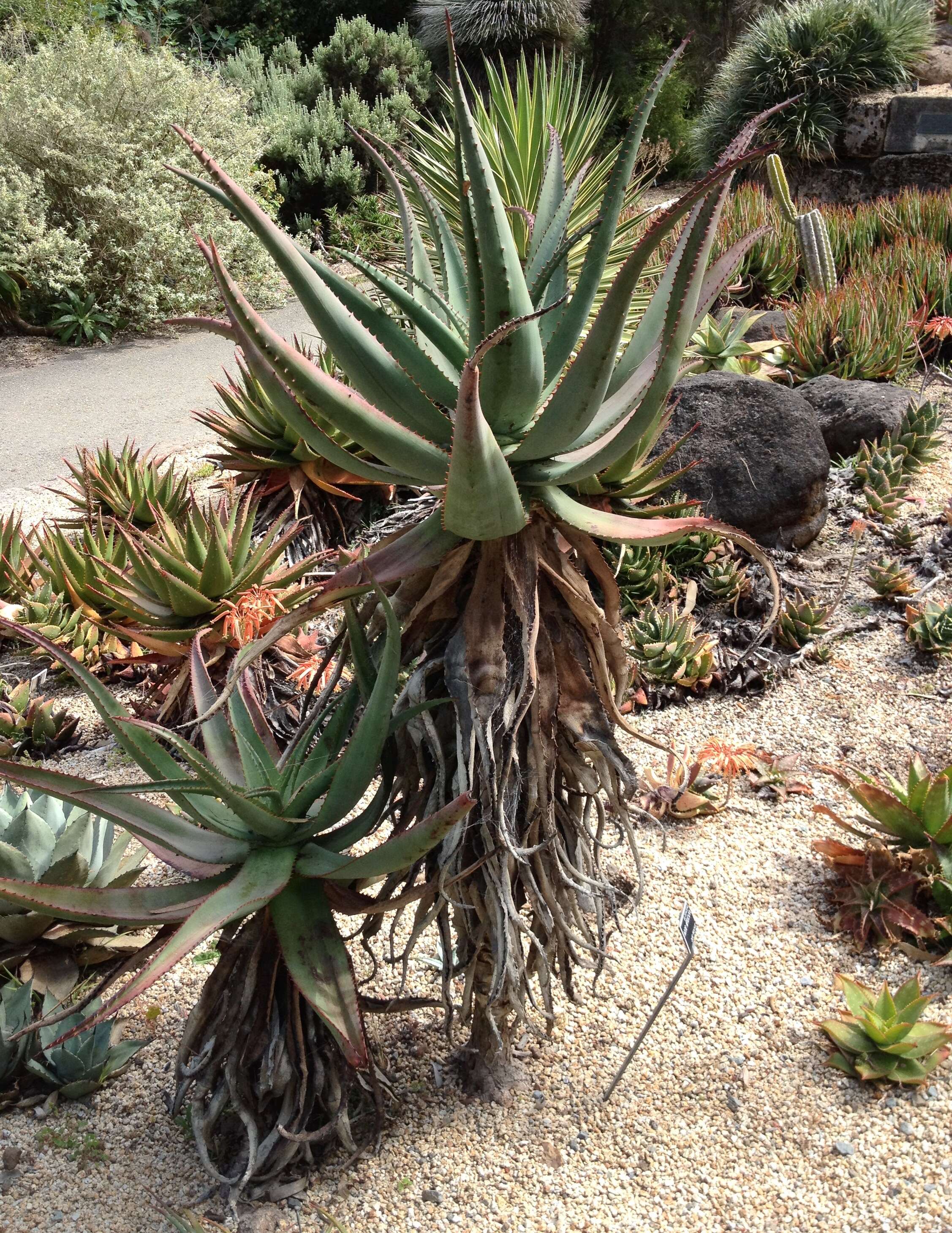 Image of Uitenbage aloe