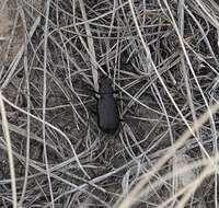 Image of Black-bellied tiger beetle