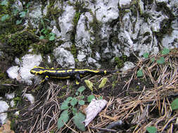 Image of Common Fire Salamander