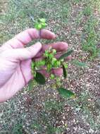 Image of cedar elm