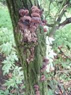 Image of ear fungus